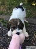 CAVAPOO pups ready for family Emotional therapy dogs