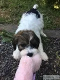 CAVAPOO pups ready for family Emotional therapy dogs