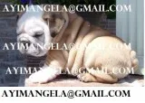 english bulldog av