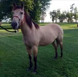 H dun quarter mare horse