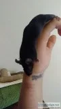 Mice and Cage for Sale