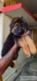 German shepherd male puppy for sale