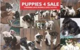 JACK RUSSELL TERRIER Puppies CKC JRTCA Pedigreed