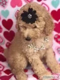 Standard Poodle Pups