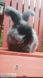 Fluffy and Cute English Angora Rabbits
