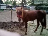 Beautiful Tennessee Walker horse