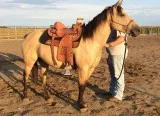 Quarter mare horse 469 xx 770 xx 1412
