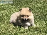AKC Pomeranian Puppies
