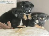 German Shep Pups 3 female 1 Male