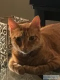 Sebastian  2 yr old orange tabby