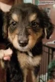 Bernese Mountain Shollie puppies