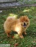 Chow puppy
