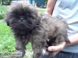 Shih-zu pup