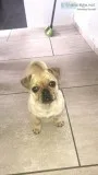 Pug X Chug boy for sale