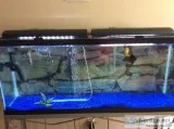 55 gal fish tank and stand