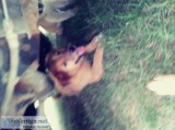Free puppies