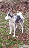 Siberian Husky 3 years