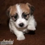 Jack Russell Terrier Puppies