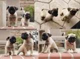 Beautiful Mini Pug puppies (2)