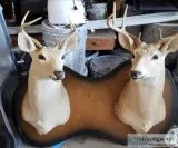 Double bucks heads