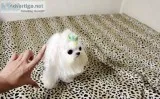 Mini maltese puppies. Male and female 12 wk old