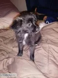 10 week Maltese mix puppy