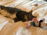 2 year old female Tabby