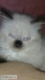 Himilayan Kitten s