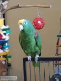 Yellow crowned Amazon