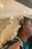 Sweding Cocktoo parrots good home