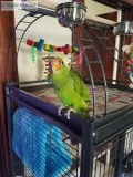 White fronted Amazon baby 5 months old