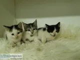 Kittens