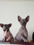 Donskoy Sphynx boy for sale Chicago.