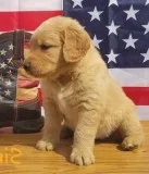 Akc Reg bloodline Golden Retriever puppies for sale