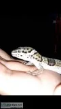 2 Male Leopard Geckos