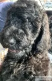 F1b Goldendoodle Male