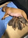 ACGS Kennels UKC reg French Bulldog pup s