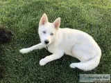 Free Siberian husky 5 12 month old