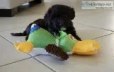 Portuguese Water Dog for sale