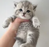 Rekbing British Shorthair Kittens