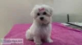 maltese