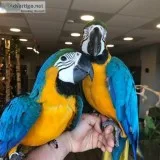 2041750 Blue and Gold Macaw Parrots (4 Sale)