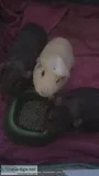 3 guinea pigs to a good home