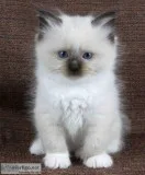 Ragdoll kittens
