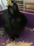 Netherland dwarf bunny