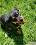 AKC German Rottweiler
