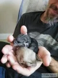 Baby chinchillas