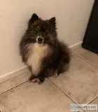 Tri-color Pomeranian