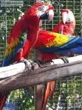  Charming And Obedient Celebrity Scarlet Macaw Parrots Available