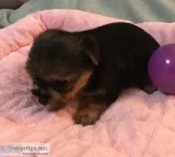 Yorkie Puppies